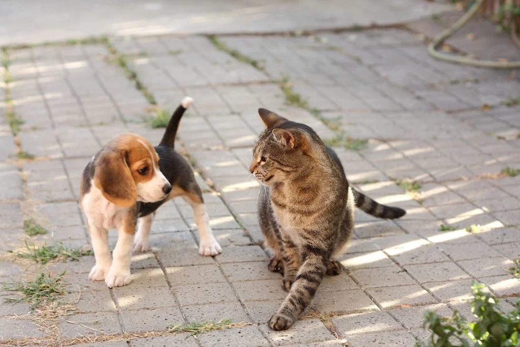 Chien et chat à côté