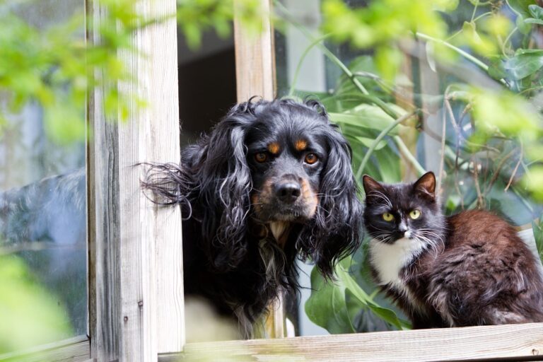Les risques d&rsquo;intoxication chez le chien et chat en été