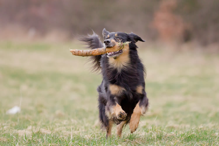 Balles, bâtons… attention aux jeux dangereux chez le chien
