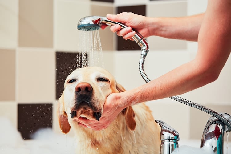 Comment et quand laver son chien ou chat ?