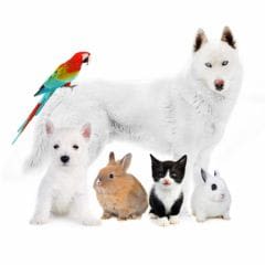 Lapin, cobaye, furet, chinchilla, perroquet assurés