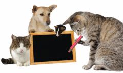Chiens, chats, NAC, c’est aussi la rentrée pour eux