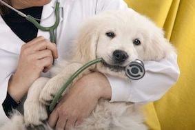 Les avantages du forfait prévention de l&rsquo;assurance animale