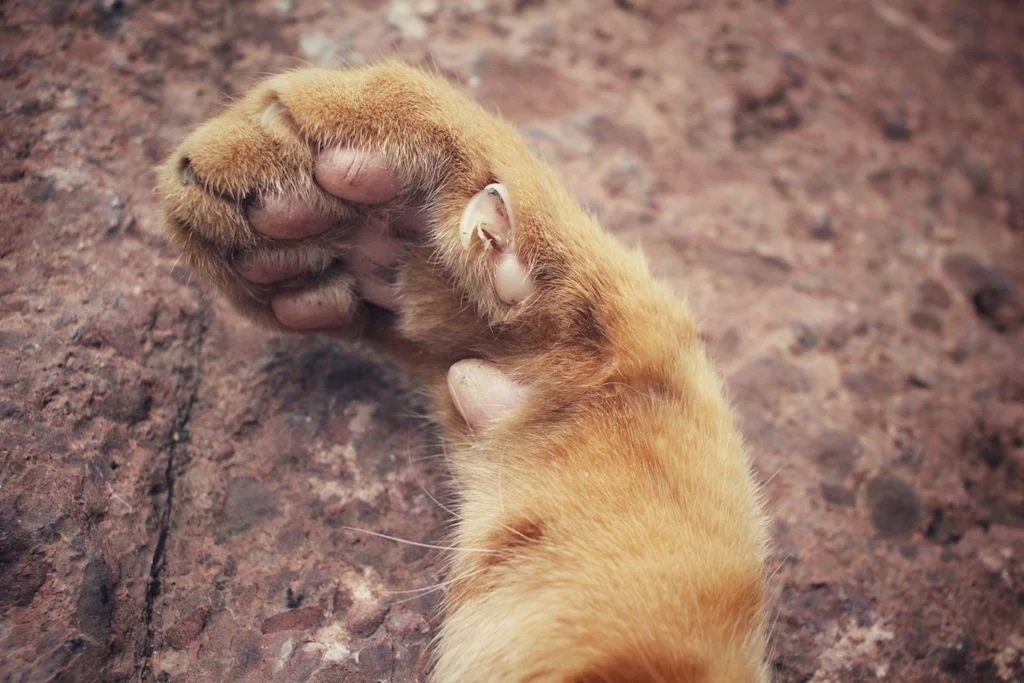 Griffes de chat