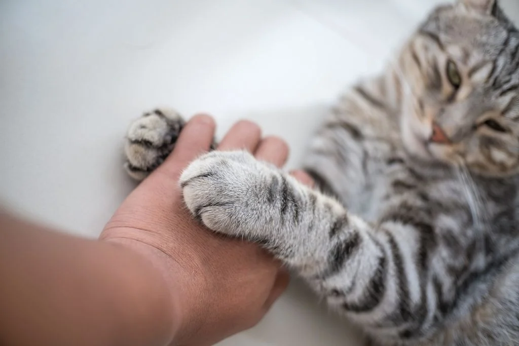Patte chat main