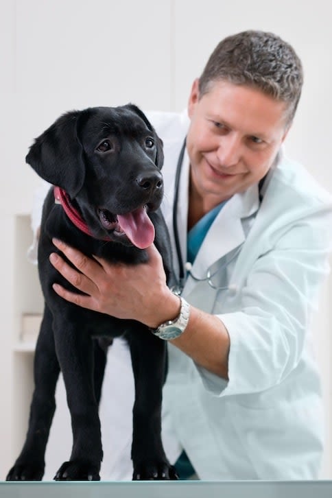 Traitements chien et chat : respecter une bonne observance