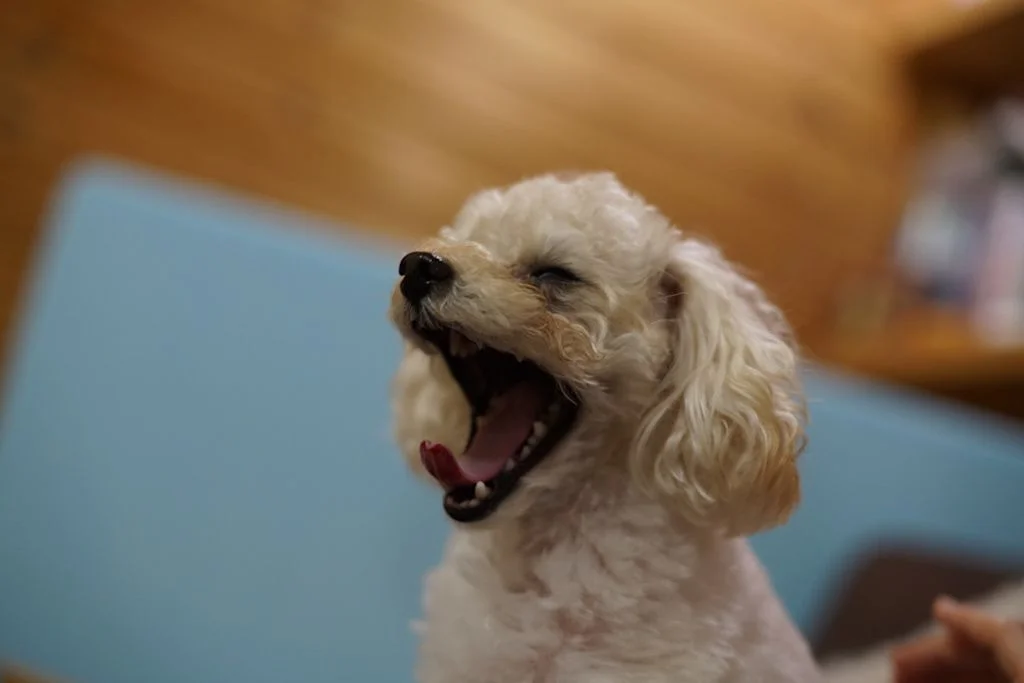 caniche qui baille