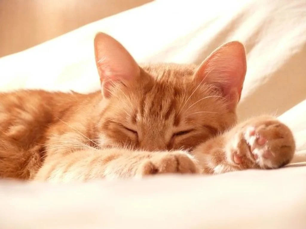 chat malade