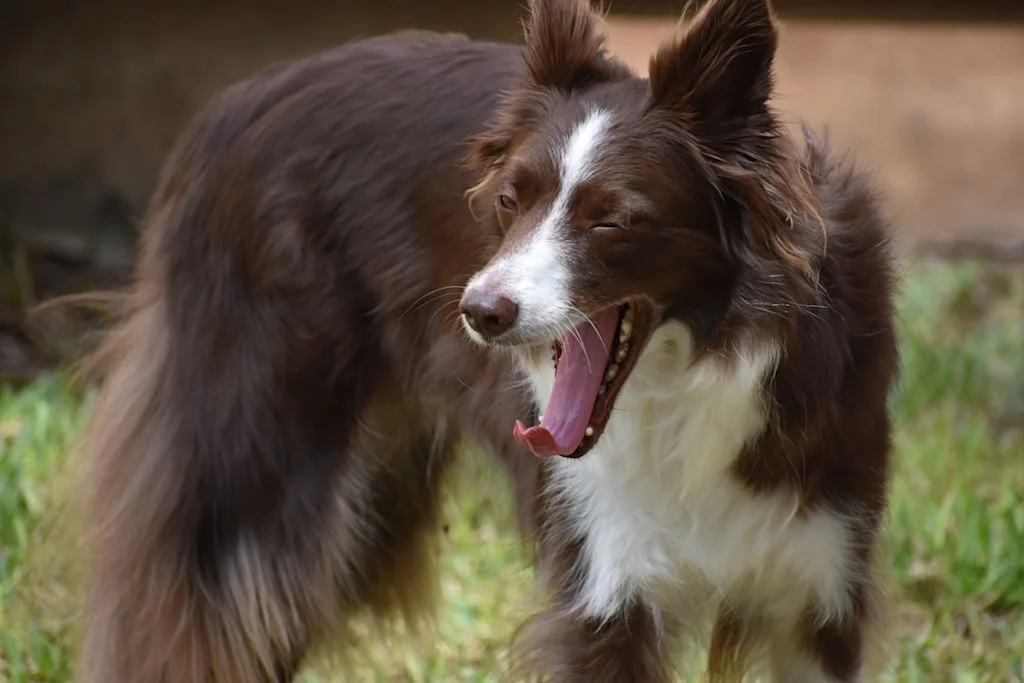chien qui baille