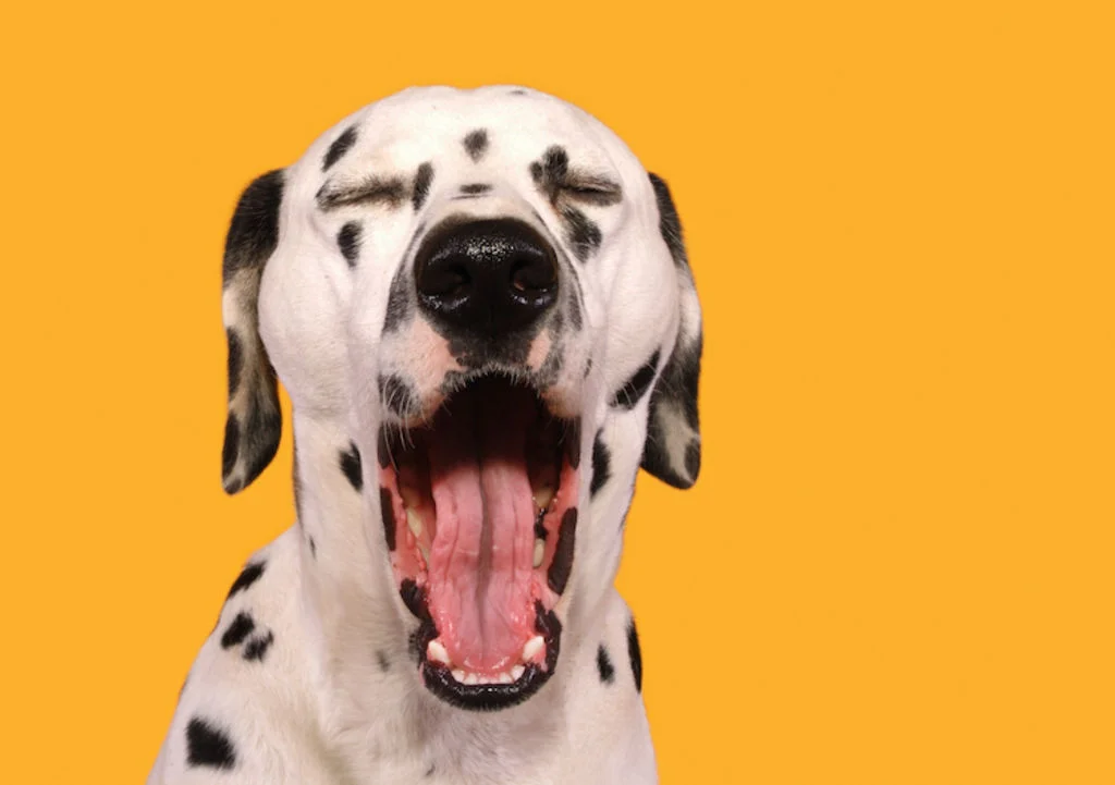 chien_qui_baille