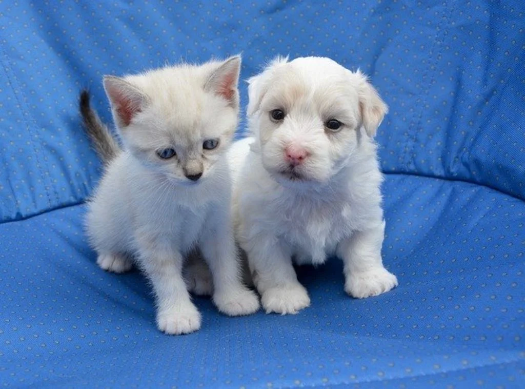 chiot et chaton1