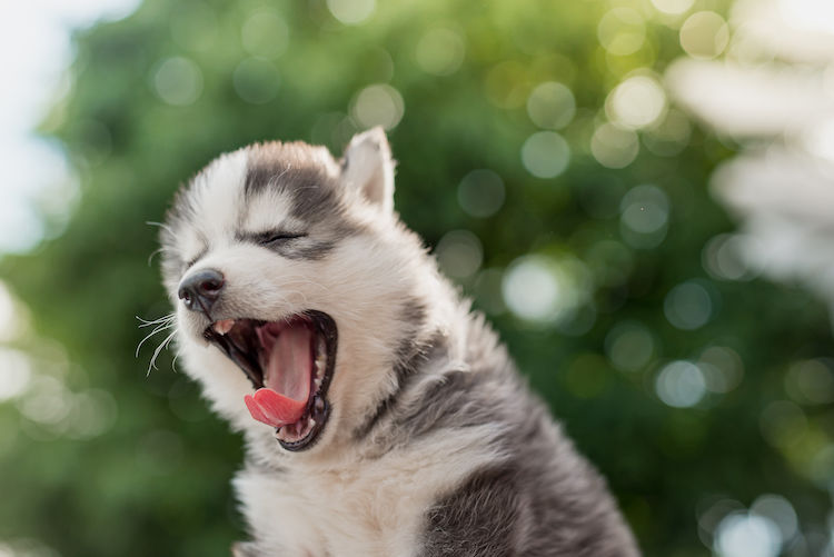 Pourquoi j&rsquo;ai mon chien qui bâille souvent ?