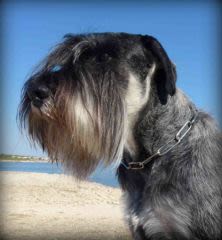 Schnauzer : Hugo de Vincours, un champion qui assure !