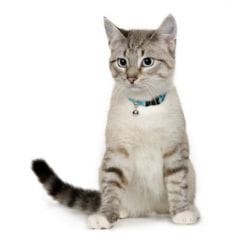 Collier pour chat et chien : miser sur la sécurité