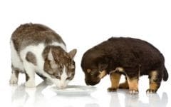 Vitamines, compléments pour chien et chat : est-ce utile ?