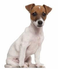 Un test pour la luxation du cristallin du Jack Russell