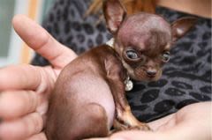 Le plus petit chien du monde est un chihuahua