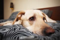 Hypothyroïdie chez le chien : un problème hormonal