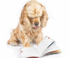 Chiens et enfants : ils ont le même niveau de sensibilité
