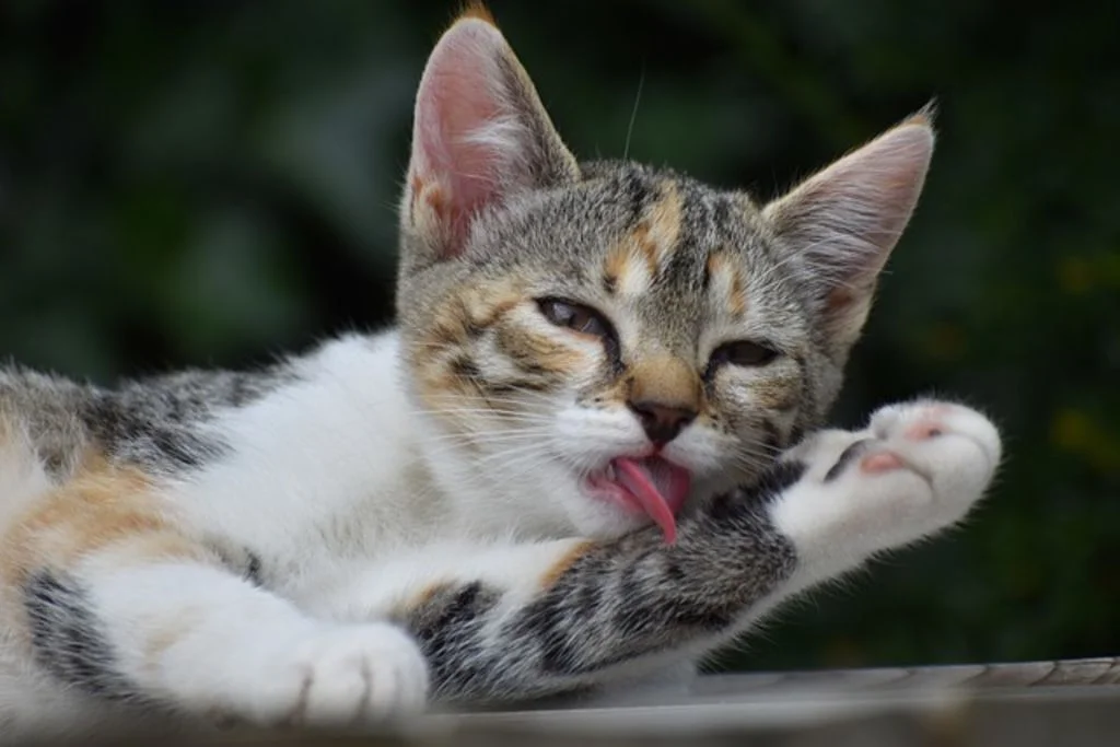 chat qui se leche1