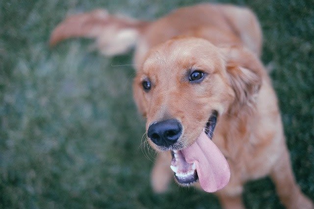 Hoquet chez le chien : que faire ?