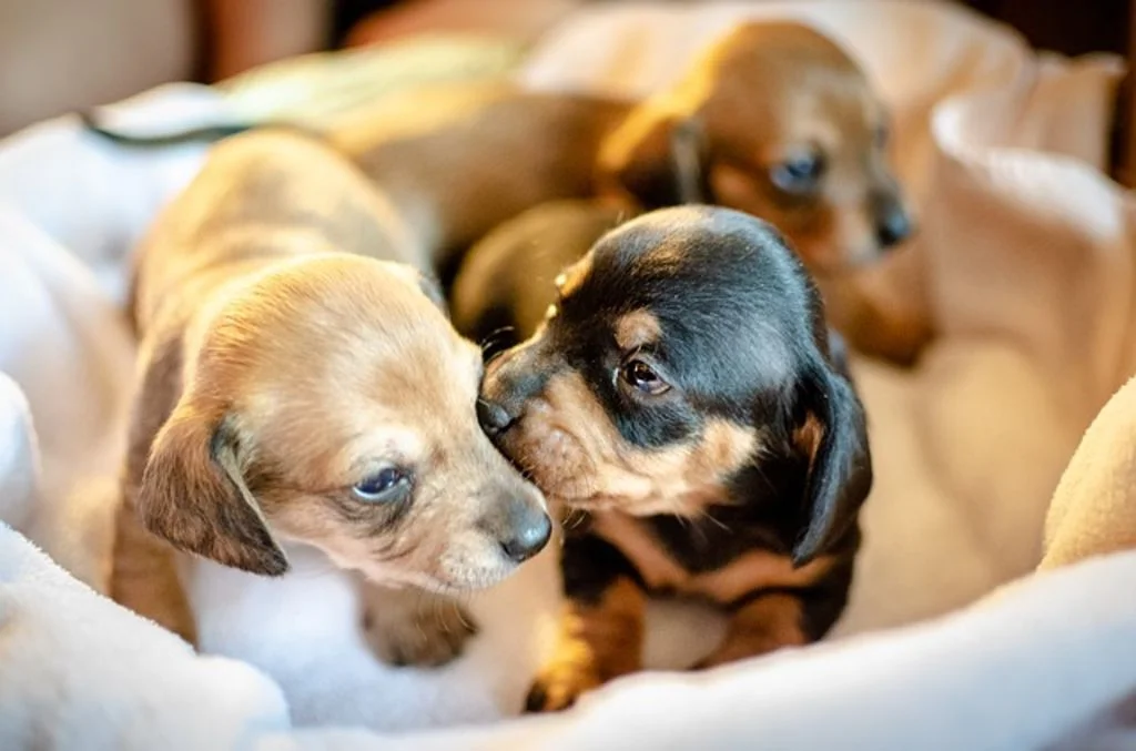 chiots1