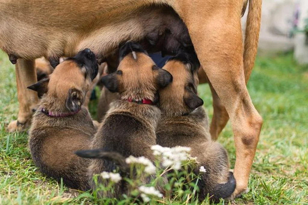 la t&eacute;t&eacute;e chiots