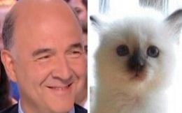 Quand le chat d&rsquo;un ministre fait de la politique