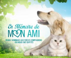 Perte du chien ou chat : un lieu virtuel pour se recueillir