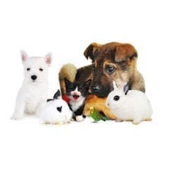 Chiot, chaton, NAC : faire le bon choix