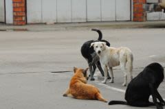 Chiens errants : la Roumanie signe leur condamnation