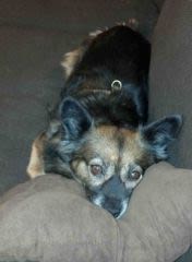Chien errant en Roumanie : histoire d&rsquo;une adoption réussie