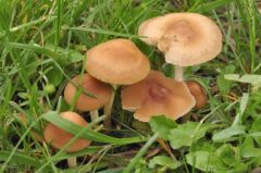 Intoxication aux champignons : les chiens aussi concernés