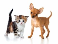 Assurance animale: les garanties de la formule Premium