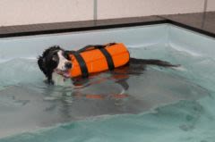 Rééducation et remise en forme pour chiens, chats et NAC