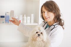Antibiotiques chien et chat: traitements sous surveillance