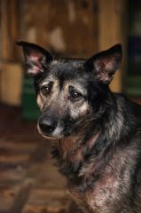 Les sourcils du chien : un bon indicateur de ses émotions