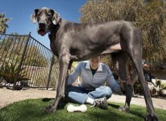 Le chien le plus grand du monde s’en est allé