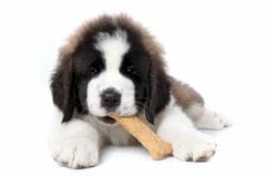 Friandises mortelles pour chiens et chats venant de Chine