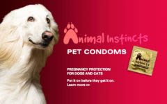 Reproduction : des préservatifs pour chien et chat !