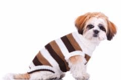 Froid : protéger le chien et chat en hiver
