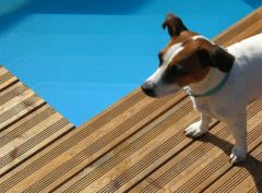 Chien, chat et piscine : prévention des risques d’accidents