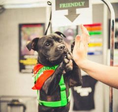 Chien sociable, aveugle, sourd… annoncez la couleur