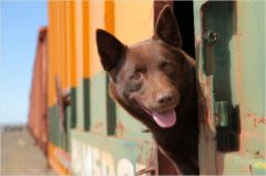 Chien de légende : Red Dog, un kelpie à succès