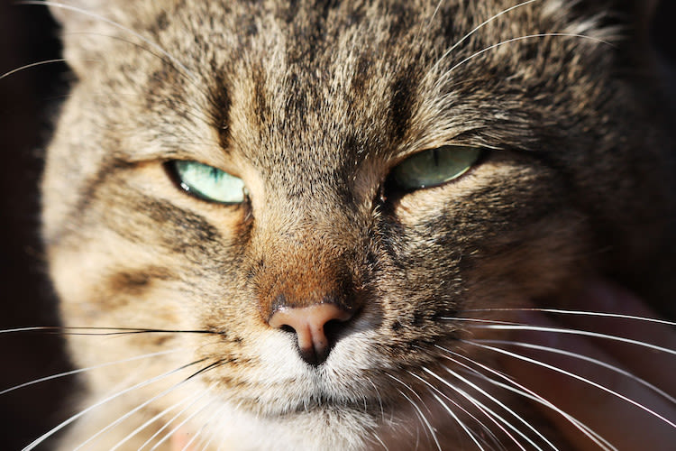 La vision chez le chat