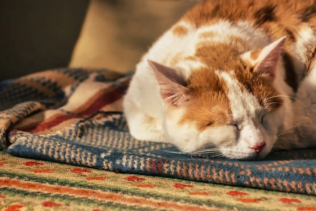 chat couché