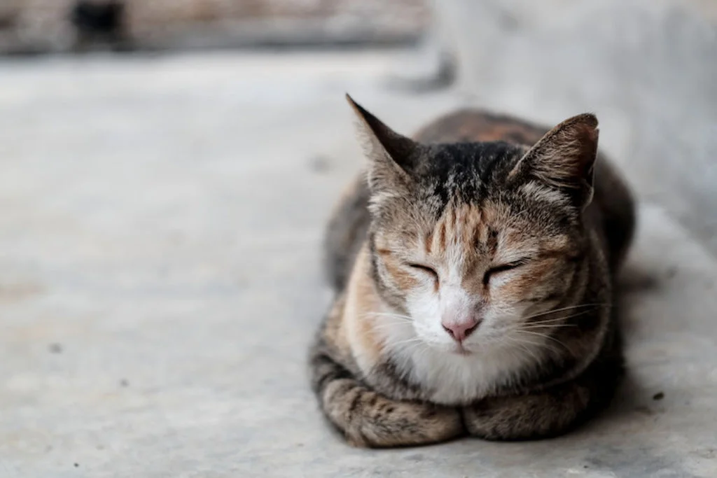 chat malade refus nourriture_0