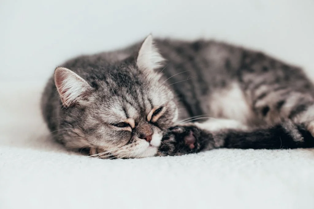chat qui souffre