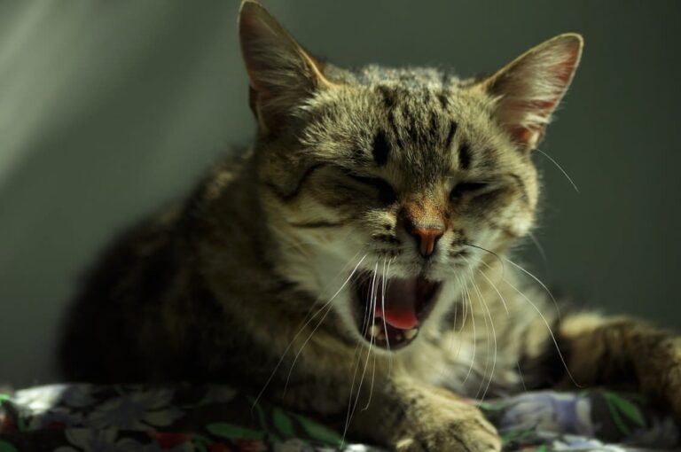 Dans quelle position se met un chat qui souffre ?