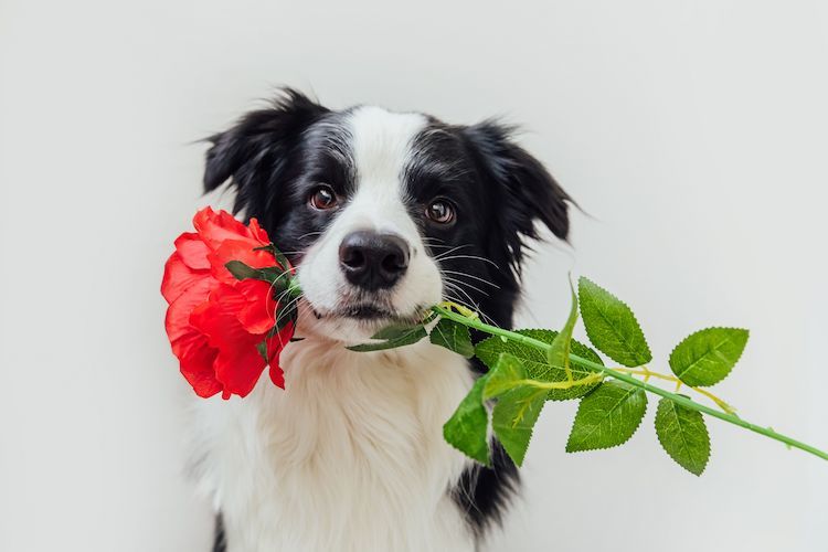 Une jurisprudence pour être enterré avec son animal